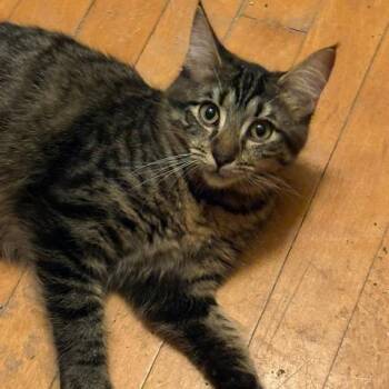 Belle Starr -  Domestic Medium Hair Cat for Adoption in Medina, Ohio - Belle Starr | PetCurious
