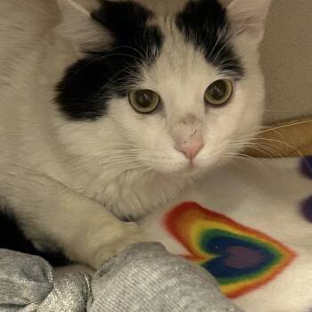 Mr. Gretchen -  Domestic Short Hair Cat for Adoption in Wheeling, Illinois - Mr. Gretchen | PetCurious