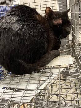 Domestic Short Hair Cats Available for Adoption in Dallas, Texas - PEP | PetCurious