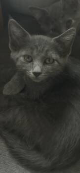 Porg -  Domestic Short Hair and American Shorthair Cat for Adoption in Brandon, Florida - Porg | PetCurious