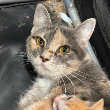 Lilly -  Domestic Short Hair Cat for Adoption in League City, Texas - Lilly | PetCurious
