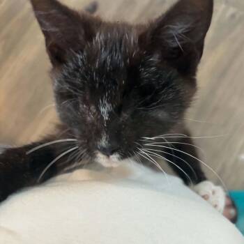 Andromeda -  Domestic Short Hair Cat for Adoption in Royal Oak, Michigan - Andromeda | PetCurious