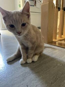 Bruno -  Domestic Short Hair Cat for Adoption in Fredericton, New Brunswick - Bruno | PetCurious
