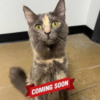 Theresa Caputo -  Domestic Medium Hair Cat for Adoption in Waynesville, North Carolina - Theresa Caputo | PetCurious