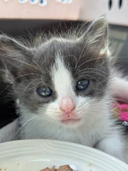 Rescue Domestic Medium Hair Cats for Adoption in New Braunfels, Texas - Bunny | PetCurious