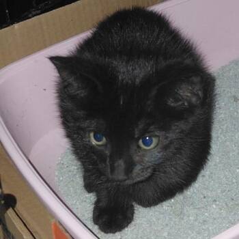 Raven -  Domestic Short Hair Cat for Adoption in Baytown, Texas - Raven | PetCurious
