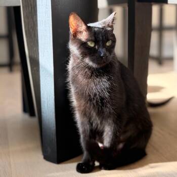 Cha Cha -  Domestic Short Hair Cat for Adoption in Austin, Texas - Cha Cha | PetCurious
