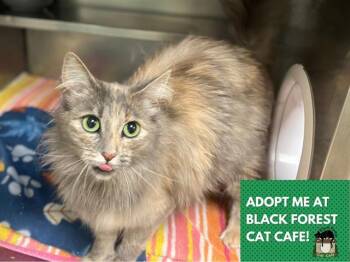 Domestic Long Hair Cats Available for Adoption in Fort Wayne, Indiana - JULIANA | PetCurious
