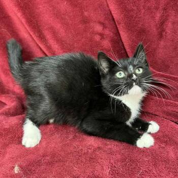 Rescue Domestic Short Hair Cats for Adoption in Waterloo, Iowa - Stuffing | PetCurious
