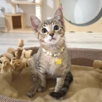Torbie Cats Available for Adoption - Kiki | PetCurious