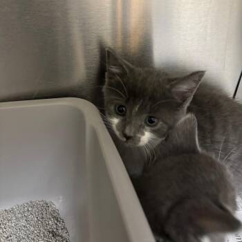 Milly -  Domestic Short Hair Cat for Adoption in Roxboro, North Carolina - Milly | PetCurious
