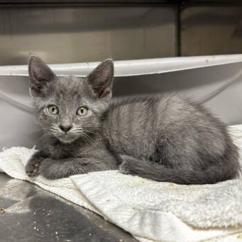 Chocolate Cake King -  Domestic Short Hair Cat for Adoption in Blue Ridge, Georgia - Chocolate Cake King | PetCurious