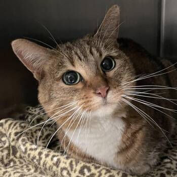 Domestic Short Hair Cats Available for Adoption in West Des Moines, Iowa - Wisteria | PetCurious