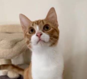 Domestic Short Hair Cats Available for Adoption in Golden, Colorado - Colby Jack | PetCurious