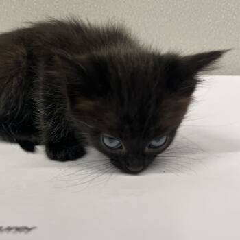 Aggie -  Domestic Short Hair Cat for Adoption in Tampa, Florida - Aggie | PetCurious