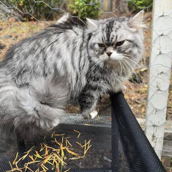 Rescue Munchkin Cats for Adoption in Olympia, Washington - Minnie | PetCurious
