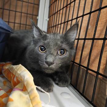 Siouxsie Sioux -  Domestic Medium Hair Cat for Adoption in Oshkosh, Wisconsin - Siouxsie Sioux | PetCurious