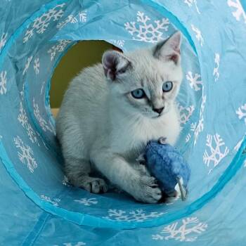 Marina -  Domestic Short Hair Cat for Adoption in Germantown, Maryland - Marina | PetCurious