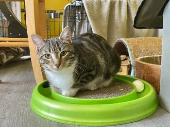 Domestic Short Hair Cats Available for Adoption - Wayfarer | PetCurious