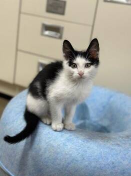 Peanut -  Domestic Short Hair Cat for Adoption in Marshall, Texas - Peanut | PetCurious