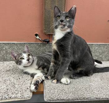 Tent and Lantern -  Domestic Short Hair Cat for Adoption in Grass Valley, California - Tent And Lantern | PetCurious