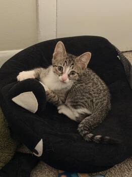 Ziti -  Domestic Short Hair Cat for Adoption in Wheaton, Illinois - Ziti | PetCurious