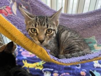 Rescue Domestic Short Hair Cats for Adoption in Baton Rouge, Louisiana - Rigatoni | PetCurious