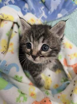 Perry -  Domestic Short Hair Cat for Adoption in Salinas, California - Perry | PetCurious