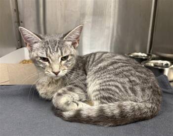 KATHY -  Domestic Short Hair Cat for Adoption in Indianapolis, Indiana - KATHY | PetCurious