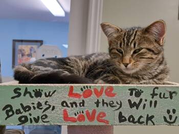 Rescue Domestic Short Hair Cats for Adoption in Riverbank, New Brunswick - Yahtzee | PetCurious