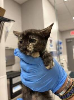 Domestic Short Hair Cats Available for Adoption in Gastonia, North Carolina - Teal Band | PetCurious