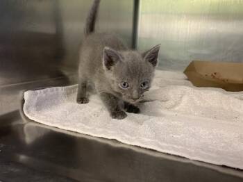 DOMINO -  Domestic Short Hair Cat for Adoption in Grand Prairie, Texas - DOMINO | PetCurious