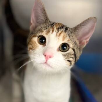 Rescue Domestic Short Hair Cats for Adoption in Auburn, Alabama - Valyria | PetCurious