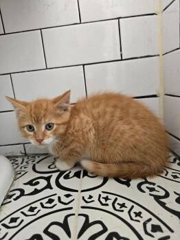Mango -  Domestic Short Hair Cat Available for Adoption in Hoffman Estates, Illinois - Mango | PetCurious