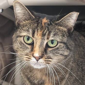 Jennifer -  Domestic Short Hair Cat for Adoption in Jefferson, Wisconsin - Jennifer | PetCurious