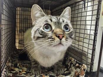 COLBY JACK -  Domestic Short Hair Cat for Adoption in Pueblo, Colorado - COLBY JACK | PetCurious