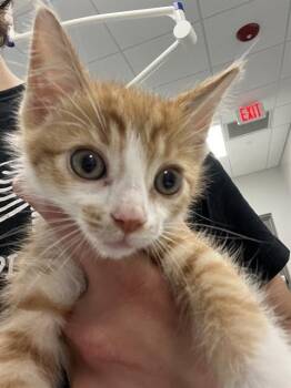 CHEETO -  Domestic Short Hair Cat for Adoption in Indianapolis, Indiana - CHEETO | PetCurious