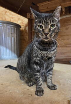 Rescue Domestic Short Hair and Tabby Cats for Adoption in Magnolia Springs, Alabama - Bentley | PetCurious