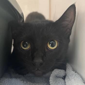 Meredith -  Domestic Short Hair Cat for Adoption in Hawthorne, California - Meredith | PetCurious