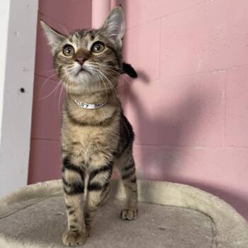 Serena -  Domestic Short Hair Cat for Adoption in Laredo, Texas - Serena | PetCurious