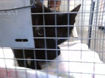 Domestic Short Hair Cats Available for Adoption in Tulsa, Oklahoma - FREYA | PetCurious
