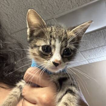 Rescue Domestic Short Hair Cats for Adoption in New York, New York - Binx | PetCurious