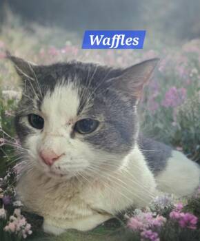Domestic Short Hair Cats Available for Adoption in Jim Thorpe, Pennsylvania - Waffles | PetCurious