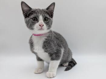 Erin Hannon -  Domestic Short Hair Cat for Adoption in Powell, Ohio - Erin Hannon | PetCurious