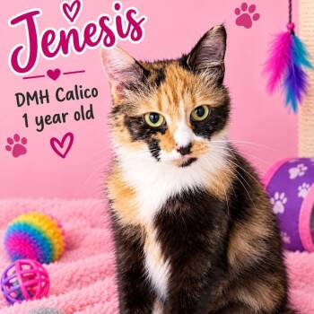 Jenesis -  Calico and Domestic Short Hair Cat for Adoption in Antioch, California - Jenesis | PetCurious