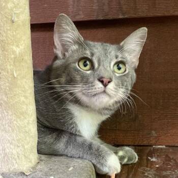 Leia -  Tabby and Domestic Short Hair Cat Available for Adoption in Knoxville, Tennessee - Leia | PetCurious