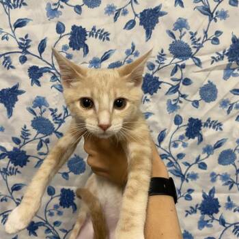 TIMMY -  Domestic Medium Hair Cat for Adoption in Modesto, California - TIMMY | PetCurious