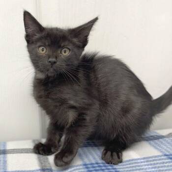 Inky -  Domestic Short Hair Cat for Adoption in Medford, Oregon - Inky | PetCurious