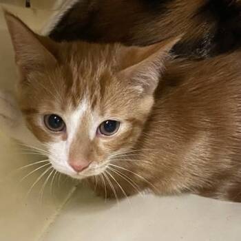 Rescue Domestic Short Hair Cats for Adoption in Belleville, Michigan - Quack | PetCurious