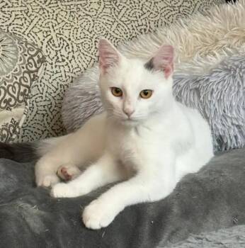 Rescue Domestic Short Hair Cats for Adoption in North Babylon, New York - Ace | PetCurious